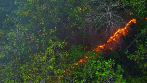 Aerial drone view of a tropical forest wildfire. Video stock 333619484