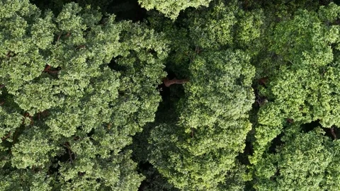 Aerial drone view of tropical forest canopy from above Video stock 337992663