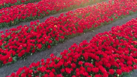 Aerial drone view of tulip rows moving backwards 4k Stock Footage 264163724