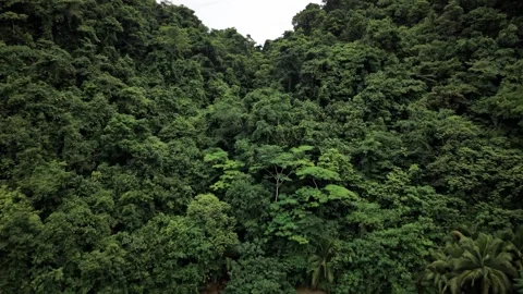 Aerial drone view of turquoise blue lagoon with tropical jungle and mountain Stock Footage 345748495