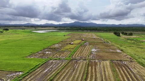 Aerial drone view of two red combine harvesters harvesting rice across a wide Vídeos de archivo 336662440