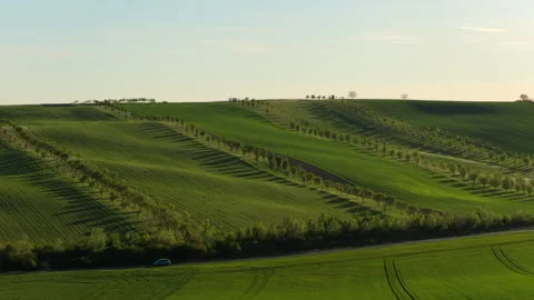 Aerial drone view of an undulating green hillside with rows of young orchard Видео 336611894