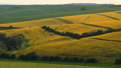 Aerial drone view of undulating yellow rapeseed fields covering rolling hills Video stock 336616968