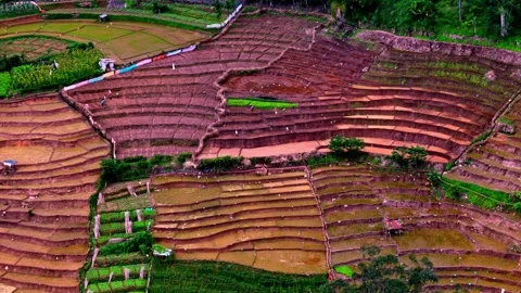 Aerial drone view of the Uva Halpewatte tea estate showing patchwork tea 스톡 동영상 331044742