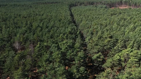 Aerial drone view of vast conifer forest stretching to horizon forming gree.. Stock Footage 332502726