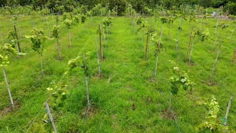 Aerial drone view of vast grape cultivation fields during peak growing season Stock Footage 307144600