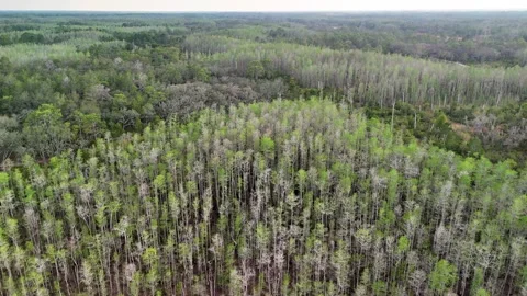 Aerial Drone View Of Vast Sparse Pine Forest Plantation... Stock Footage 331820932
