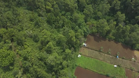 Aerial drone view of the vegetation border between plantations and tropical pine Stock Footage 294049139
