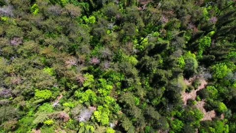 Aerial drone view-vertical 4K flight forest trees Tuscany-Italy Stock-Footage 241353614