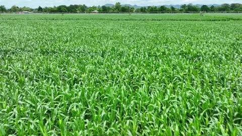 Aerial drone view of a vibrant corn field. Stock Footage 313468885