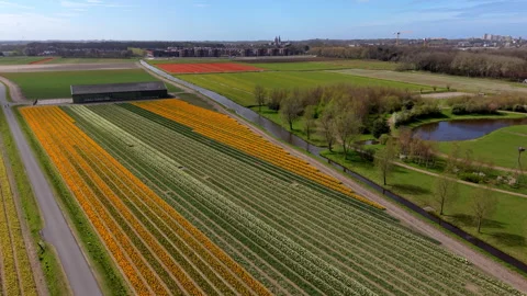 Aerial drone view of vibrant orange and white tulip fields in the Netherlands Stock Footage 334082418