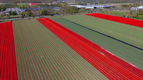 An aerial drone view of vibrant red tulip fields planted in neat rows Stock-Footage 336216283