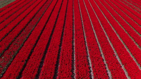 Aerial drone view of vibrant red tulip fields planted in precise parallel rows 動画素材 336219187
