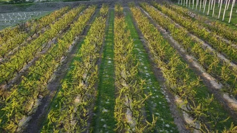Aerial Drone View of Vineyard Rows in Spain, Agricultural Pattern Stock Footage 331246568