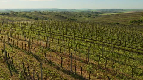 Aerial drone view of vineyard rows in early spring growth on gently sloping Stock-Footage 336615717