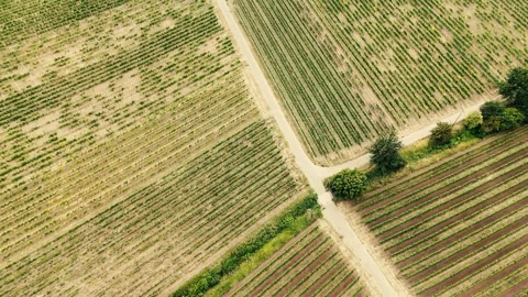 Aerial Drone View of Vineyard Rows and Rural Dirt Roads Stock Footage 341160107