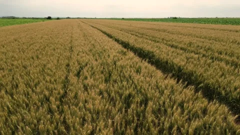 Aerial drone view of wheat field Stock Footage 342236236