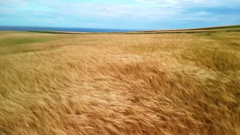 Aerial drone view of wheat fields moving by wind. Farmland crop, agriculture Stock Footage 256360193