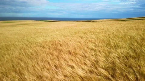 Aerial drone view of wheat fields moving by wind. Farmland crop, agriculture Stock Footage 256360286
