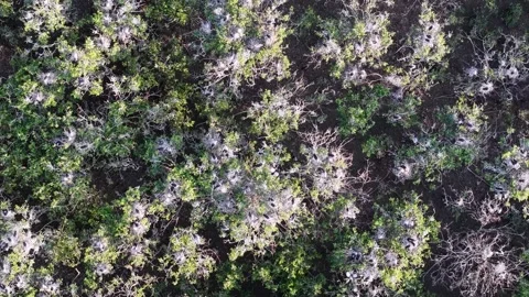 Aerial drone view of white egret nesting colony in trees 库存影片 337542458