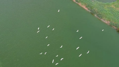 Aerial drone view of white egrets over fish farm ponds Видео 329358325