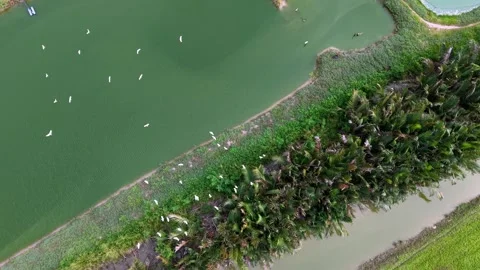 Aerial drone view of white egrets at fish farm ponds Video stock 332227113