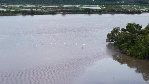 Aerial drone view of white egrets flying at Sungai Udang Video stock 337720894