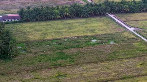 Aerial drone view of white egrets over paddy fields Nibong Tebal Vídeos de archivo 337983043