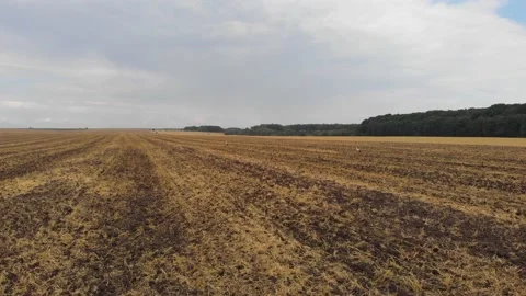 Aerial drone view of white storks feeding on plowed by tractor agricultural Stock Footage 147496896