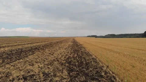 Aerial drone view of white storks feeding on plowed by tractor agricultural Stock Footage 147496978