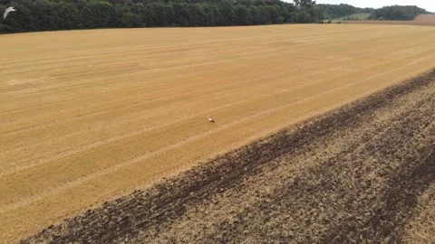 Aerial drone view of white storks feeding on plowed by tractor agricultural Stock Footage 147496980