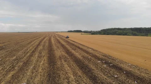 Aerial drone view of white storks feeding on plowed by tractor agricultural Video stock 147497070