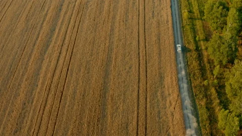 Aerial drone view: White suv car is fast going on rural road near the wheat f Stock Footage 166199386