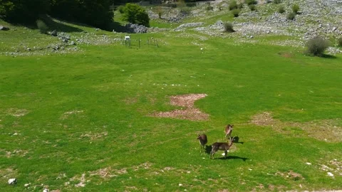 Aerial drone View of Wild Deer in Madonie Mountains, Sicily Stock Footage 310123683