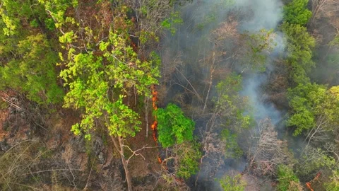 Aerial drone view of wildfire spreading through tropical forest. 스톡 동영상 333355621
