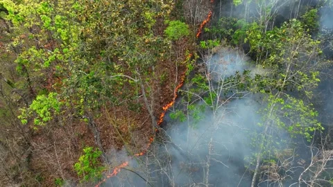 Aerial drone view of wildfire spreading through tropical forest. Video stock 333355642