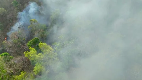 Aerial drone view of wildfire spreading through tropical forest. Video stock 333355674
