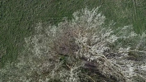 Aerial drone view of willow trees with side sunlight Stock Footage 271298533