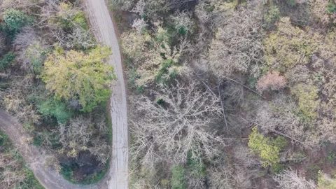Aerial drone view of winding forest road through mixed seasonal trees Stock Footage 322902088