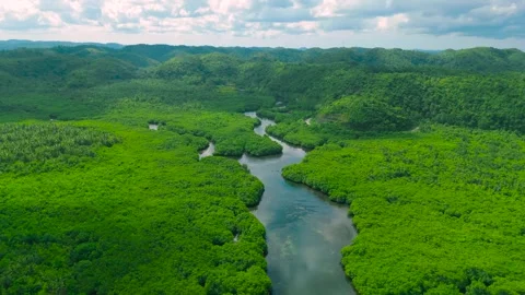 Aerial drone view of a winding river through a dense green forest, Anavilhanas Stock Footage 321401431