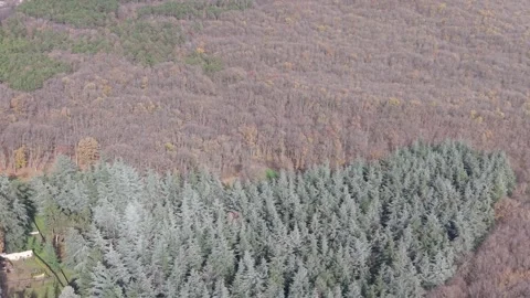Aerial drone view of winding river through dense forest landscape Stock Footage 323528136