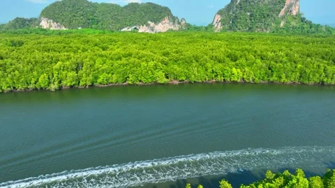 Aerial drone view of a winding river through dense mangrove forest. Stock Footage 333619632
