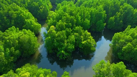Aerial drone view of a winding river through dense mangrove forest. Video stock 333619651