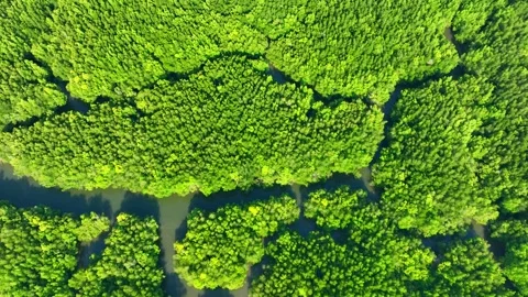 Aerial drone view of a winding river through dense mangrove forest. Video stock 333619730
