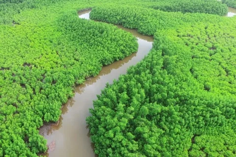 Aerial Drone View Of Winding River Through Lush Green Mangrove Forest Video stock 343655076