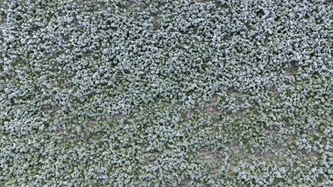 Aerial drone view of young rapeseed with autumn frost Stock Footage 318217044