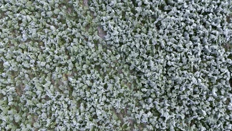 Aerial drone view of young rapeseed with autumn frost Stock Footage 318217096