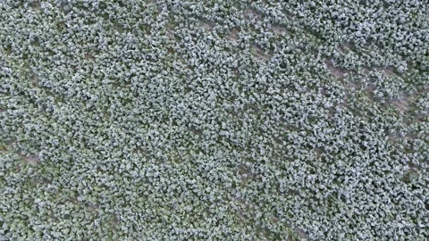 Aerial drone view of young rapeseed with autumn frost Stock Footage 318217219