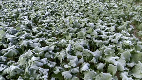 Aerial drone view of young rapeseed with autumn frost Stock Footage 318217294