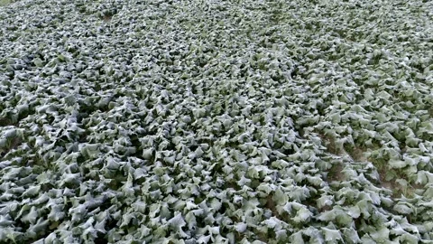 Aerial drone view of young rapeseed with autumn frost Stock Footage 318217406